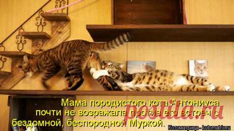 Котоматрица: Мама породистого кота Антониуса  почти не возражала против его встреч...