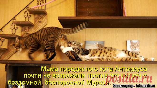 Котоматрица: Мама породистого кота Антониуса  почти не возражала против его встреч...