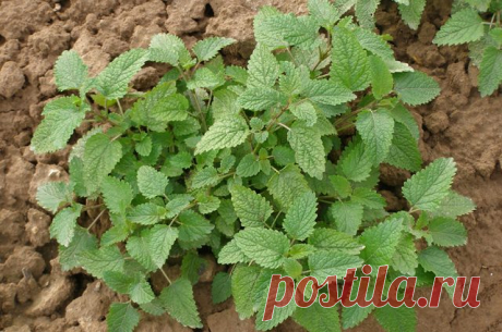 Какие травы помогут от кашля