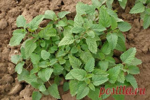 Какие травы помогут от кашля