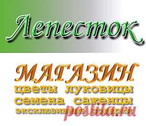 Выгонка гиппеаструма это просто! - Химия и микробиология - Лепесток - Любительское цветоводство
