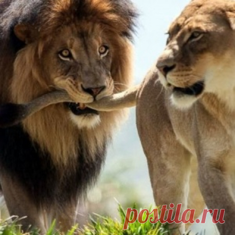 Когда она - та самая! Трогательные моменты из жизни львов