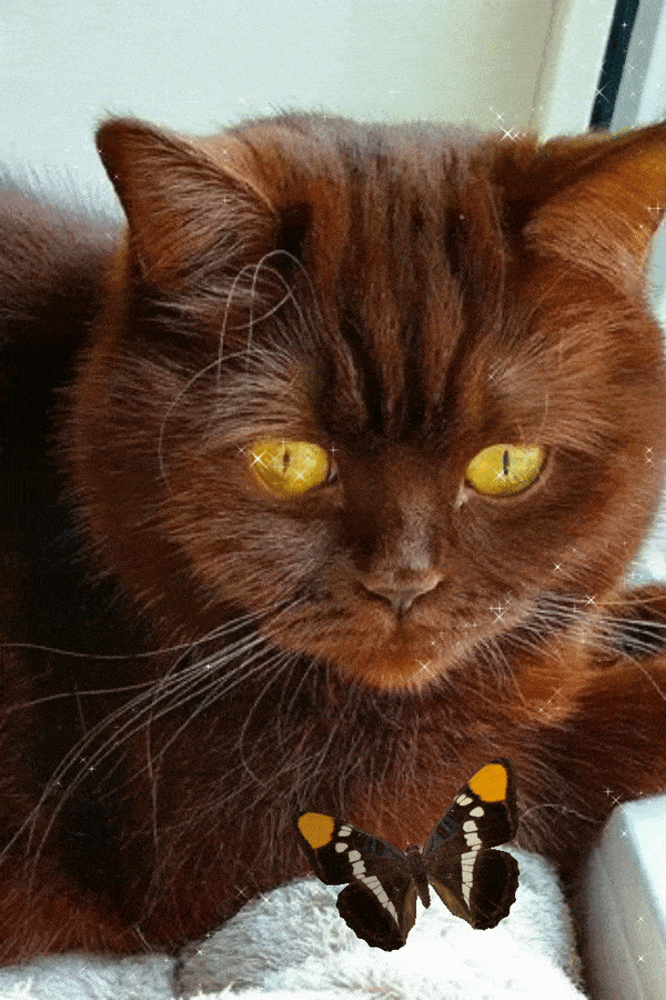 Котик  и  бабочка