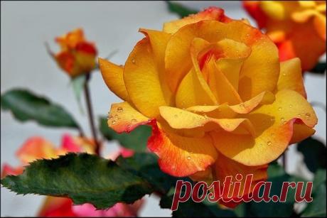 розы-самая красивая и большая подборка открыток с инета (800 шт. - КРАСИВЫЕ КАРТИНКИ. ВИДЕО. МИР, В КОТОРОМ МЫ ЖИВЕМ! - Группы Мой Мир