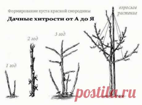 Как правильно вырастить штамбовую смородину? — Копилочка полезных советов