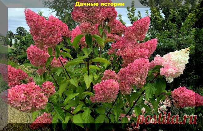 Пышному цветению гортензий позавидуют все соседи, если в конце сезона провести эти процедуры | Дачные истории | Яндекс Дзен
