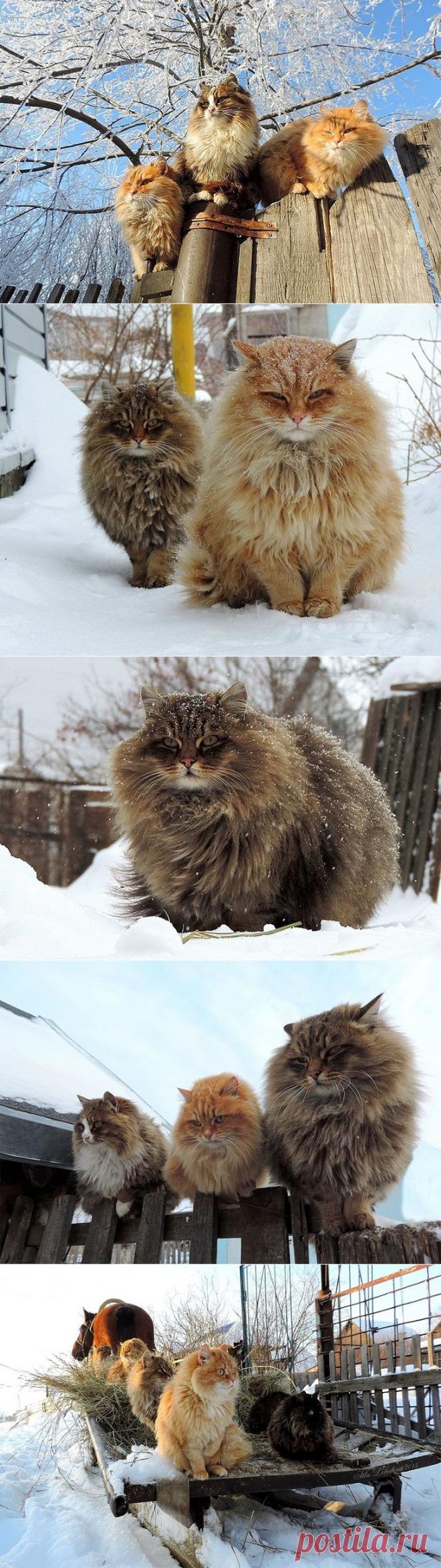 Колония Котов Котофеичей под Барнаулом