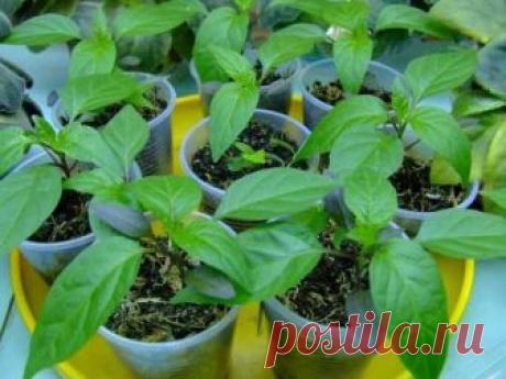 Самые урожайные сорта перцев для открытого грунта