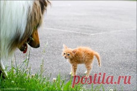 Умилительные фото знакомства колли с котенком | GavPost | ГавПост