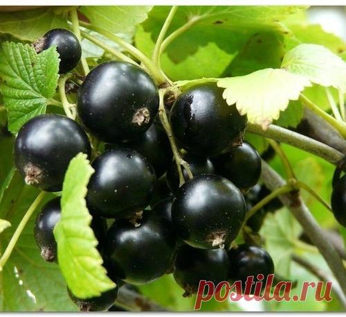 Картофельные очистки. Отличное удобрение для смородины!