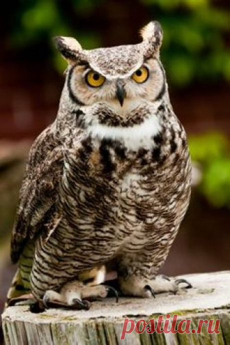 Great Horned Owl (Barney)