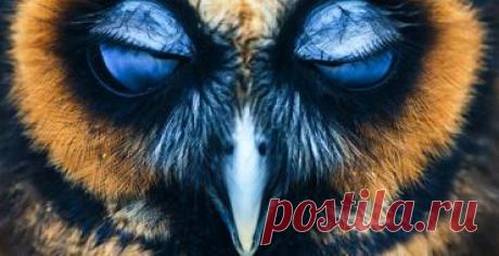 Нервный срыв у дятла / Видео / Моя Планета