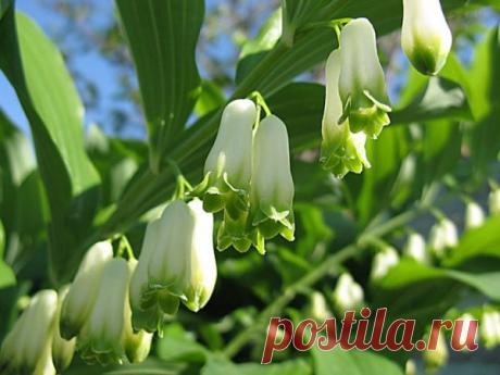 Какие растения защитят от змей на даче | Дачный участок