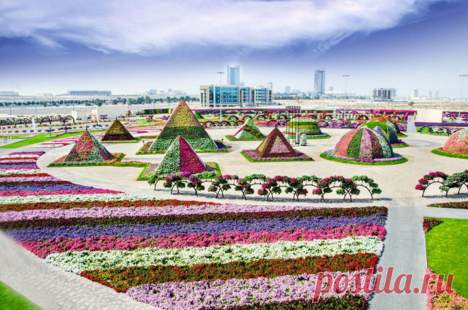 Фантастический цветочный парк Дубая Dubai Miracle Garden