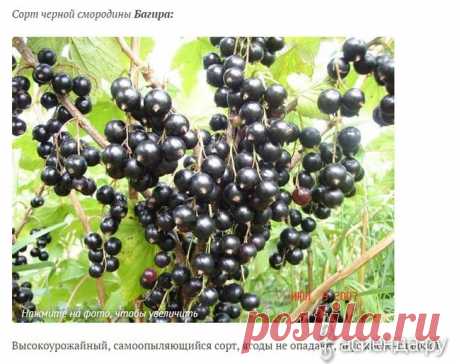 Смородина черная: сорта, выращивание и уход: Группа Плодовые деревья и кустарники