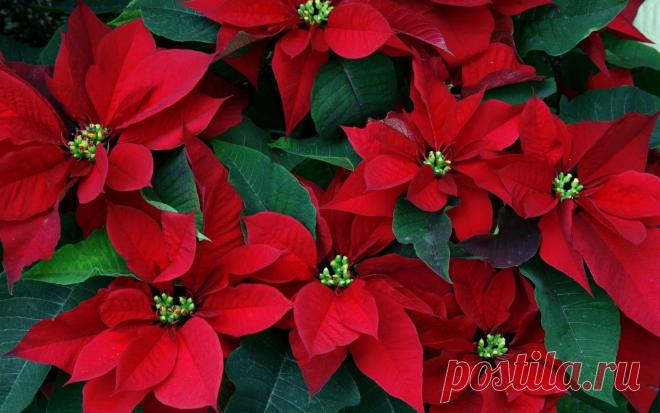 Картинки пуансетия, Цветы, рождественская звезда, красные - обои 1920x1200