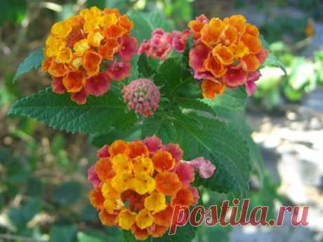 Лето | Фотографии Ксюша Ксюшина | 201 фото