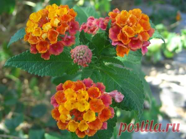 Лето | Фотографии Ксюша Ксюшина | 201 фото