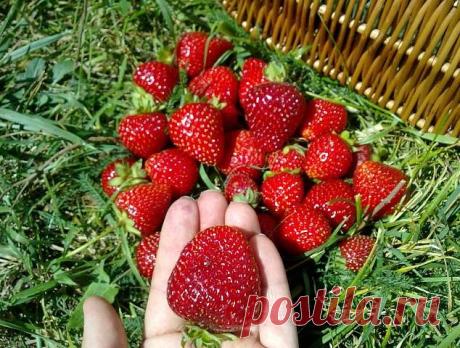 (8) Одноклассники