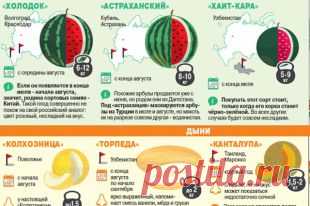 Как не ошибиться в выборе арбуза и дыни. Инфографика