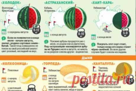 Как не ошибиться в выборе арбуза и дыни. Инфографика