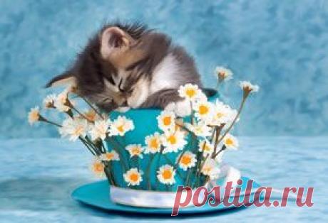 Обои животные, картинки животных на рабочий стол , 5-я страница просмотра.