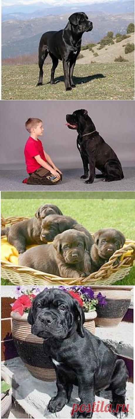 Кане корсо (Cane Corso) – описание породы собаки, фото, дрессировка, выбор щенка и питомники | Animal.ru