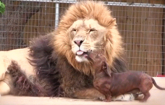 Гиф-приколы для настроя, 25 смешных фото приколов