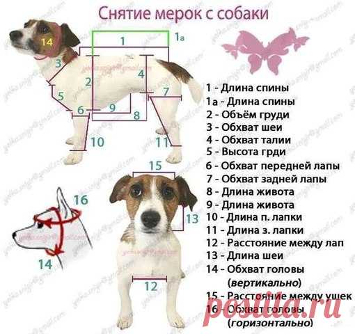 Для питомца 

Сайт сервиса ВыкройкиЛегко.рф
#хороших_выходных@patterneasy