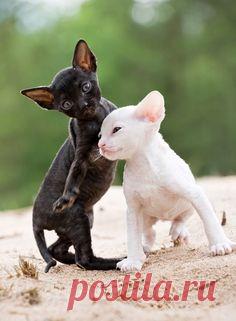 Корниш-рекс (фото): кудрявая грация и благородство                                                                                                                                                                                 More