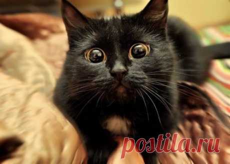 Кошки, которые достойны Оскара за артистичность / Питомцы
