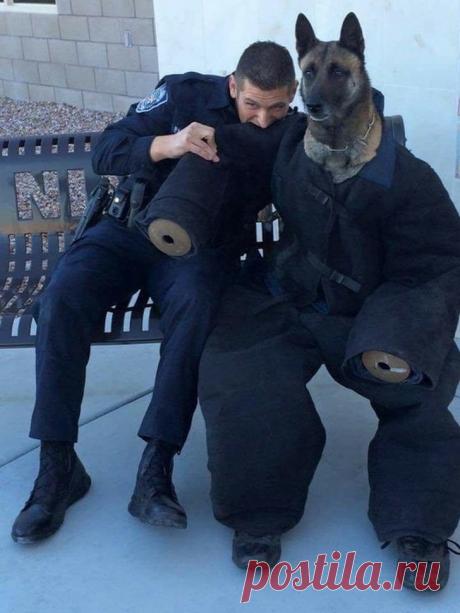 Вот почему категорически нельзя заводить немецкую овчарку!