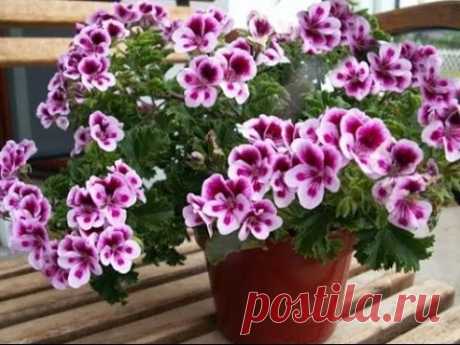 РАЗМНОЖЕНИЕ ГЕРАНИ 4часть #СЕМЕНА_ПЕЛАРГОНИИ #ЧЕРЕНКОВАНИЕ_ГЕРАНИ #ПЕЛАРГОНИЯ #48 #oldenburgru - YouTube