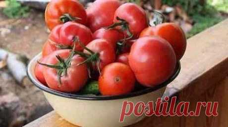 Бражка — как отличное удобрение для помидор! Старинный рецепт