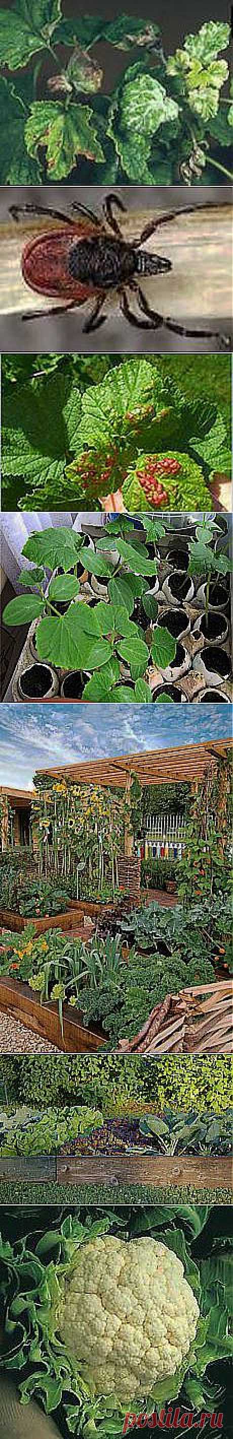 Мои подписки | Постила.ru