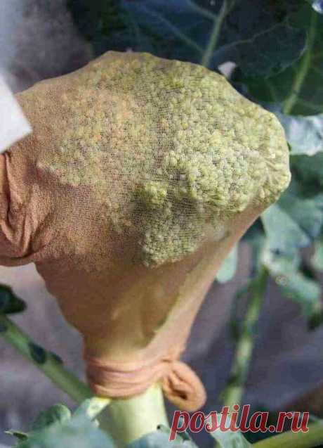 Вот, почему я выращиваю овощи в капроновых колготках | Фазенда 🌳 | Дзен
