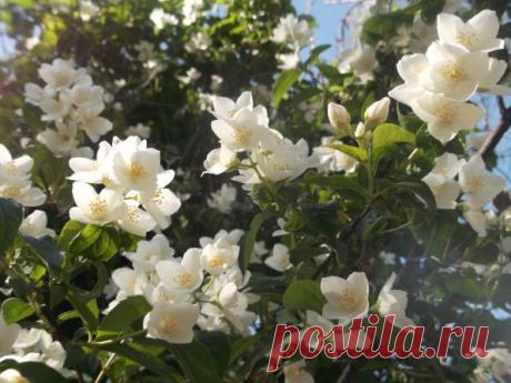 Жасмин за окном — Талгар - городской портал