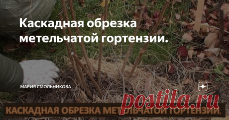 Каскадная обрезка метельчатой гортензии.