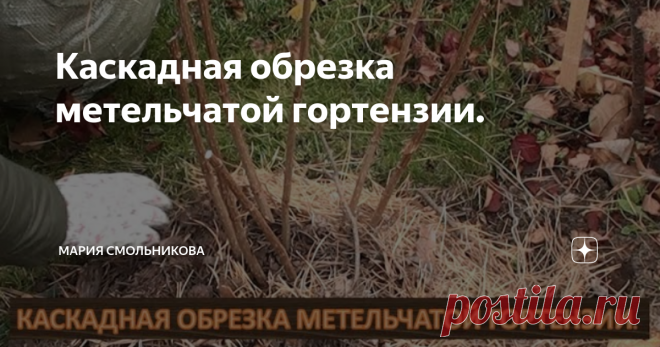 Каскадная обрезка метельчатой гортензии.