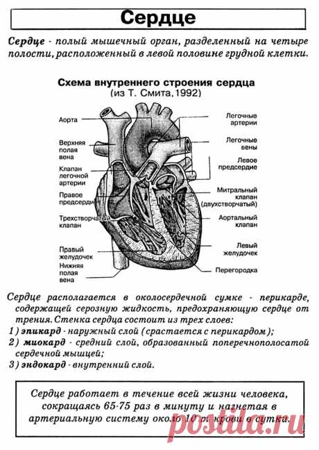 Схема внутреннего строения сердца