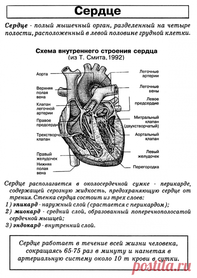 Схема внутреннего строения сердца