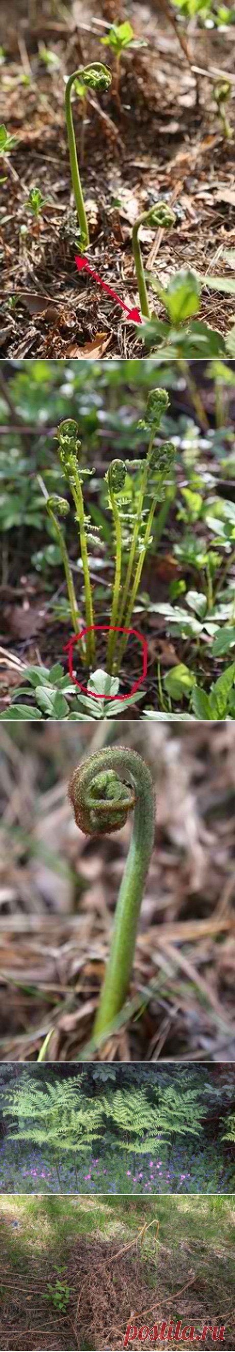 Папоротник Орляк. Заготовка в Ленобласти