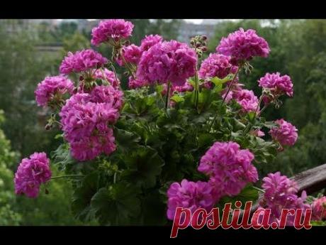 Быстрое  укоренение черенков пеларгонии/герани. 100% работает! Проверенный способ !