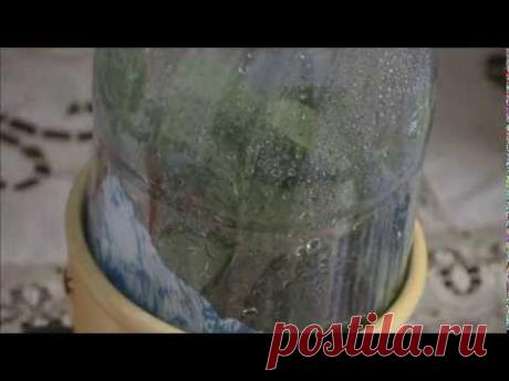 Гардения 3. Рост гардении и рассада.