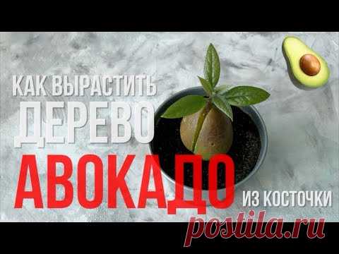 Как вырастить авокадо из косточки | Мастер класс | Два способа