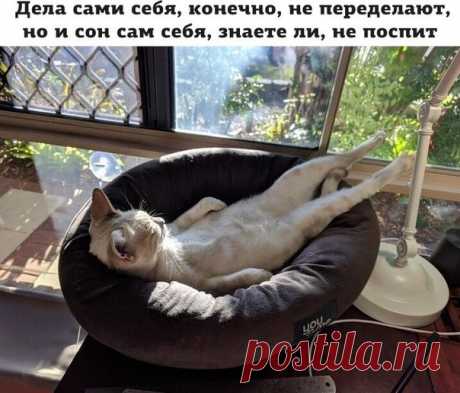 Утром завидую коту