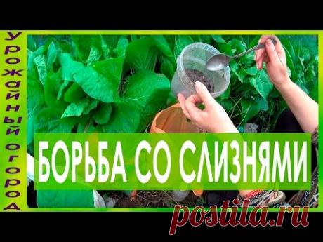 ►БОРЬБА СО СЛИЗНЯМИ!!!КАК ЗАЩИТИТЬ ПОСАДКИ!