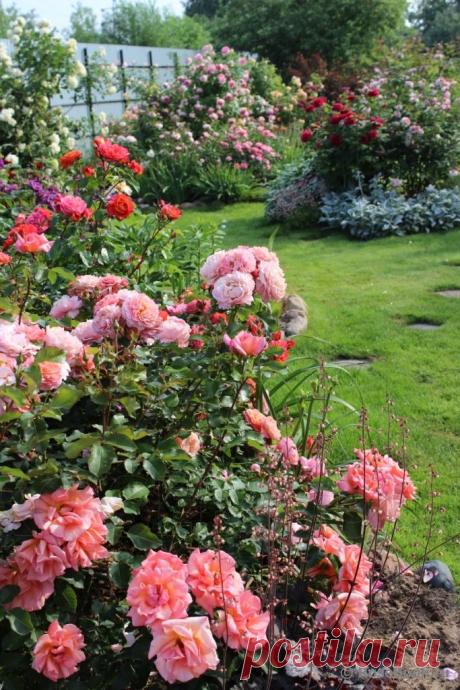 Розовые кусты.
