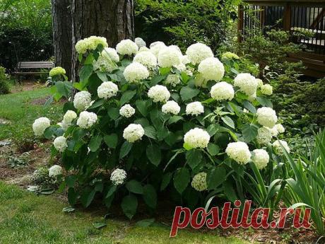 КАК ПРАВИЛЬНО ПОСАДИТЬ И ВЫРАСТИТЬ ГОРТЕНЗИЮ В САДУ ИЛИ НА ДАЧЕ

Посадочные ямы выкапывают размером 50x50x60 см на расстоянии 1-1,5 м одна от другой. Их доверху заполняют почвенной смесью, состоящей из перегноя, листовой 14 земли, торфа, песка (2:2:1:1) и удобрений (10 кг перегноя, 20 г мочевины, 60 г гранулированного суперфосфата, 20 г сернокислого калия).
Ни в коем случае нельзя добавлять известь - гортензия ее не переносит.

Кустики сажают так, чтобы корневая шейка нахо...