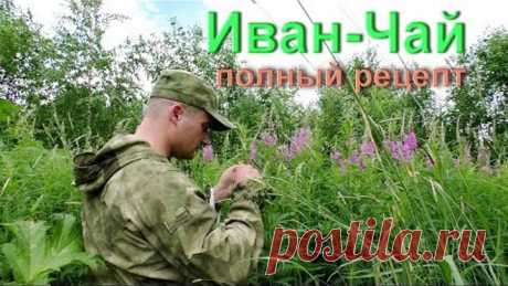 Иван Чай, Кипрей, сбор, заготовка чая на год. Ферментация чая.